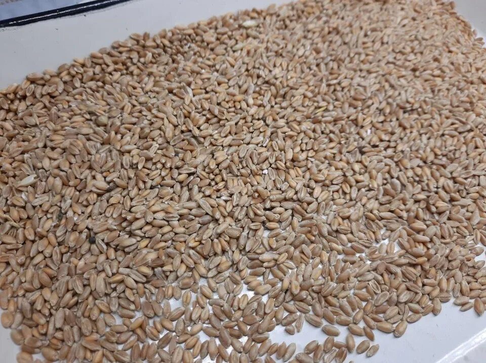 Партия зерна. Грузовик с зерном. Вывоз зерна с украины 2022. Пшеница зерно. Зерновая партия.