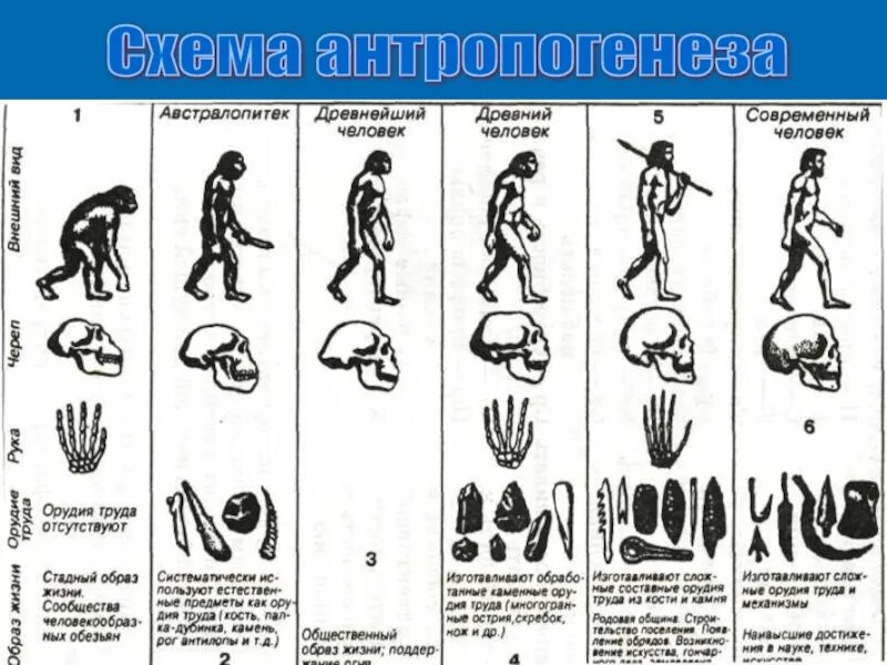 Стадия кроманьонца в эволюции человека соответствует. Ступени развития человека антропогенез. схема происхождение человека основные этапы антропогенеза. антропогенез схема эволюции человека. антропогенез этапы эволюции человека.