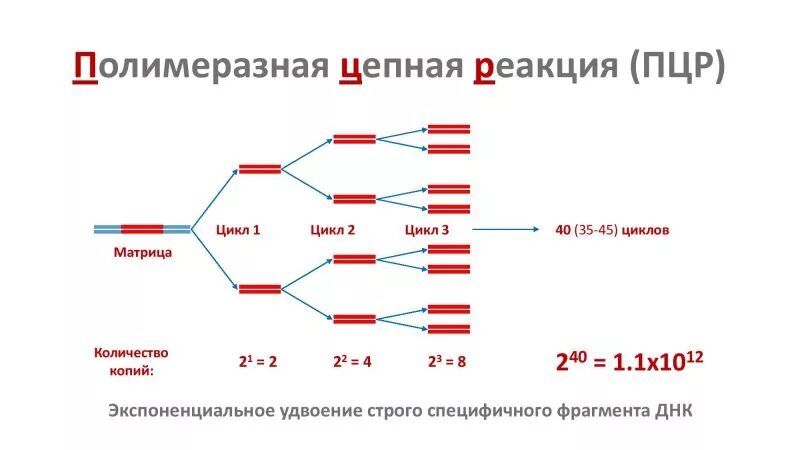 Полимеразная цепная реакция результат