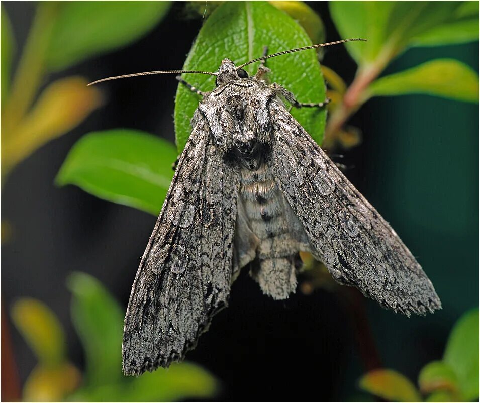 Большая серая бабочка. Серая ночная бабочка 5 букв. Calliteara pudibunda шерстолапка стыдливая гусеница. Half round moth grey 13x2. Зеленый мотылек приморский край.