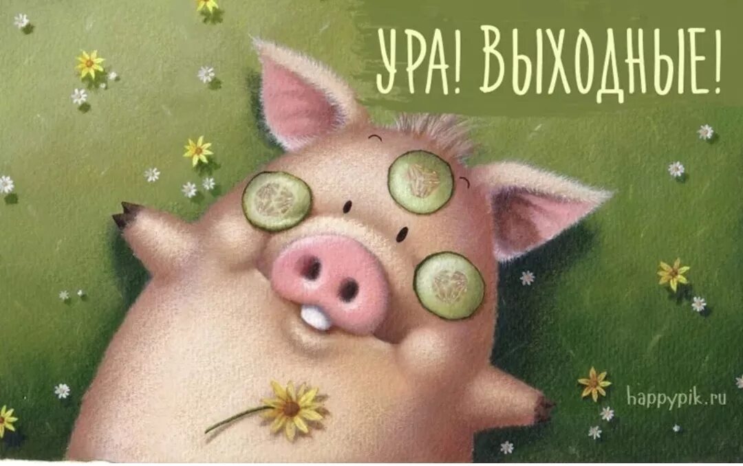 С добрым субботним утром смешные картинки. Доброе утро поросенок. доброе утро субботы прикольные. с добрым утром свинья. открытки с добрым утром субботы прикольные.