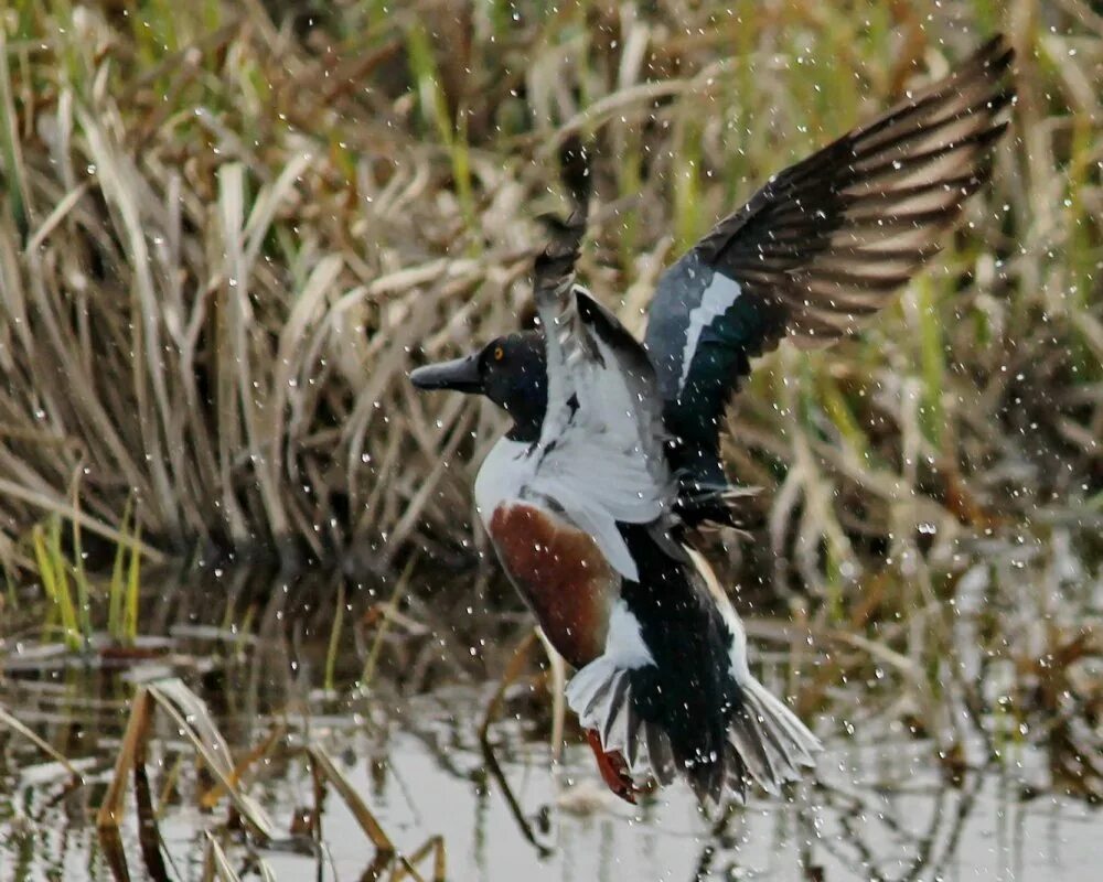 экзотическая охота