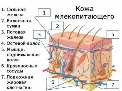 Какие покровы у простейших