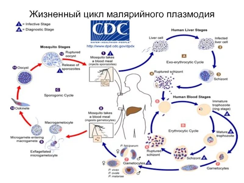 Стадии жизненного цикла малярийного плазмодия. Цикл малярийного плазмодия схема егэ. Схема цикла малярного плазмодо. Жизненный малярийного плазмодия. Жизненный малярийного плазмодия.
