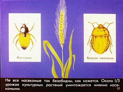 Значение насекомых 7 класс