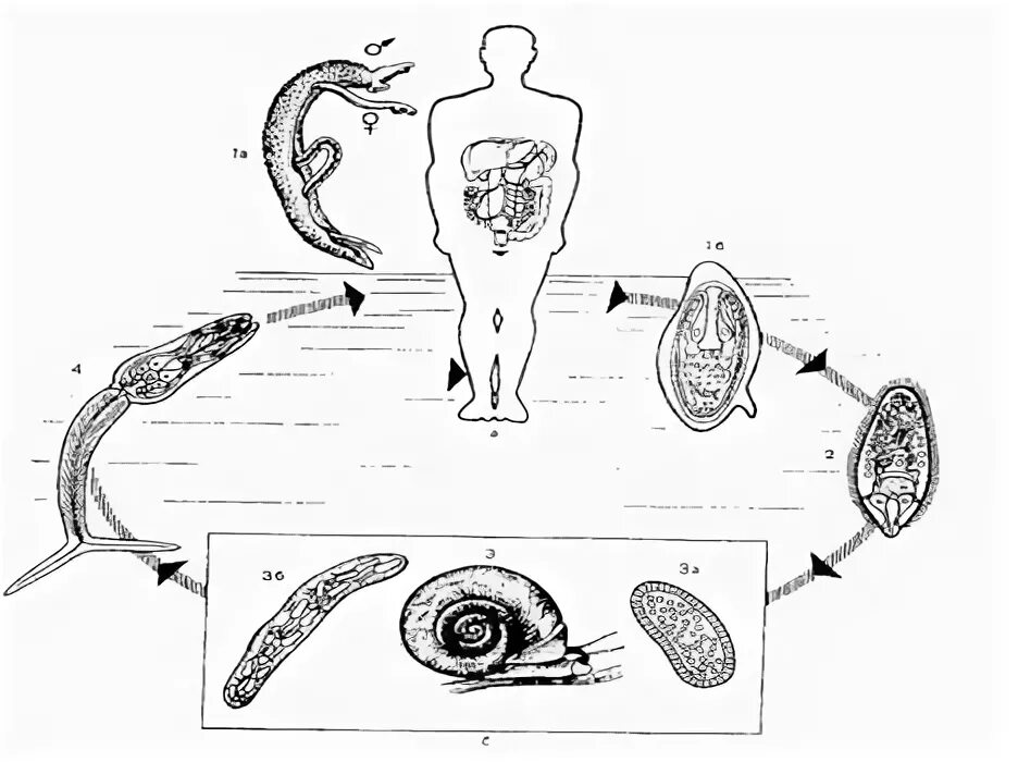 Жизненный цикл шистосомы. Схема жизненного цикла Schistosoma haematobium. Жизненный цикл шистосомы кровяной. Schistosoma haematobium жизненный цикл. Цикл развития кровяного сосальщика.