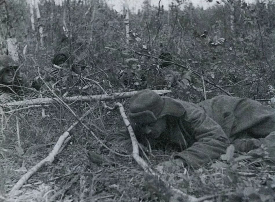 по изменникам и предателям огонь. волховский и первые губернаторы. 2-я ударная армия мясной бор. волховский фронт мясной бор. мясной бор великая отечественная война.