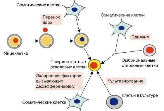 Строение и функции соматических клеток. Перенос ядра соматической клетки схема. схема трех основных методов индукции плюрипотентности. пересадка ядер соматических клеток. клонирование методом переноса ядра соматической клетки.