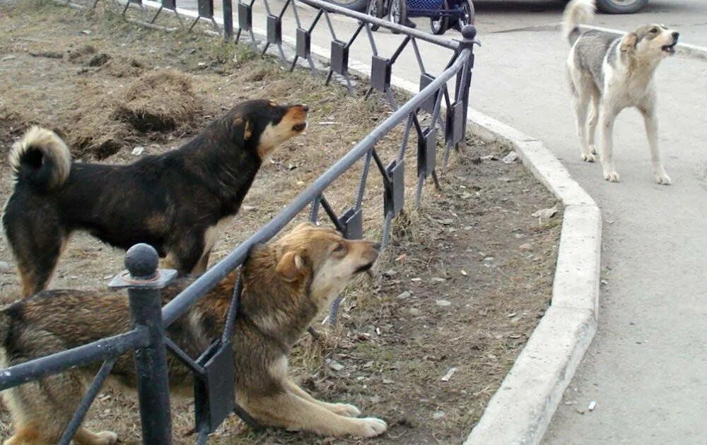 Полевской приют для животных. Вакцинация кошек статья. Бездомный животные лысьва. Бездомный животные лысьва. Бездомный животные лысьва.
