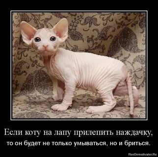 Какая кошка нравится