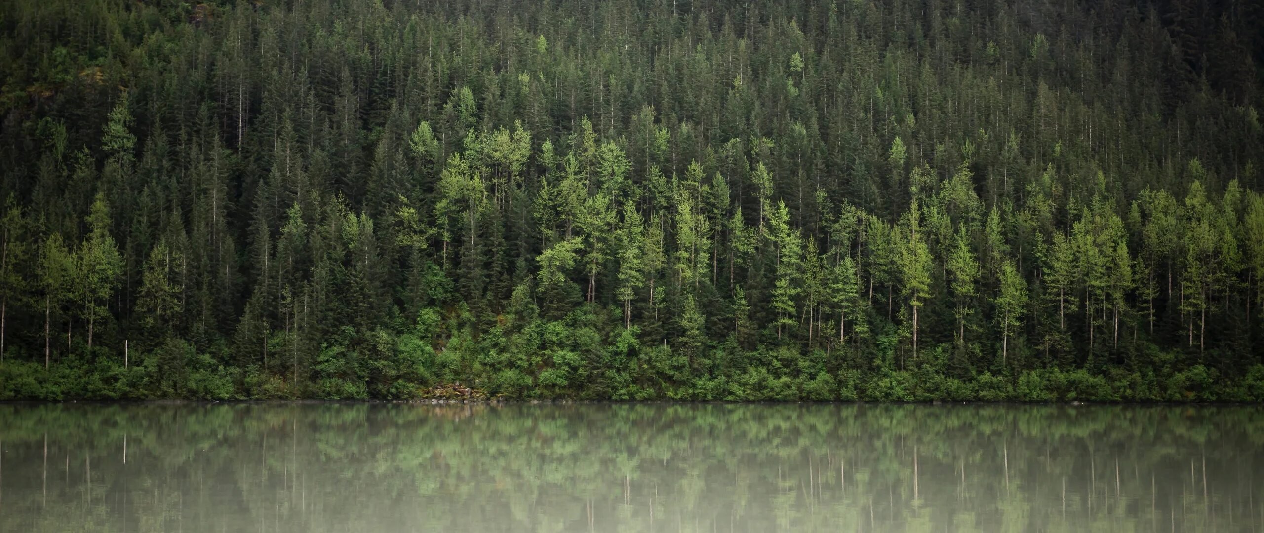 Лес панорама. Еловый лес панорама. Лес озеро панорама. Панорама верхушки деревьев и озеро.