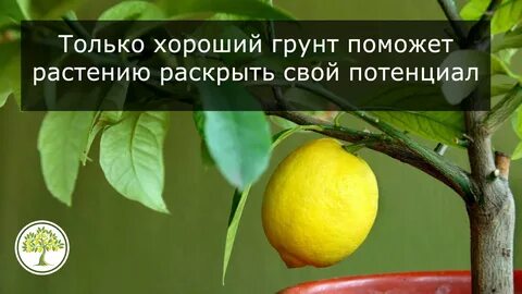 Лимон дзен