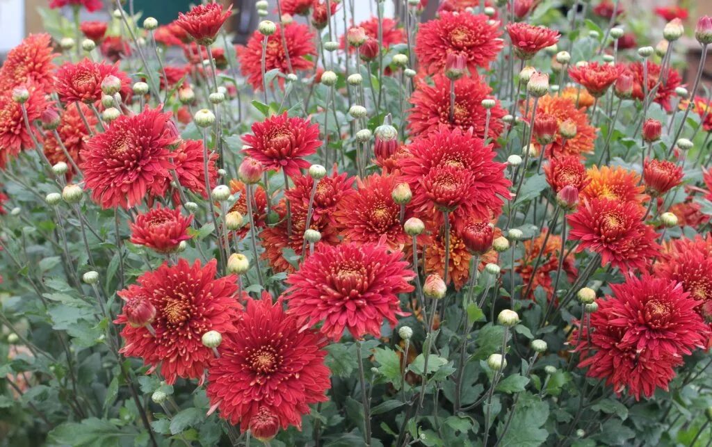 шапка мономаха растение. корейские хризантемы сорт шапка мономаха. цветок шапка мономаха фото. шапка мономаха растение. корейские хризантемы сорт шапка мономаха.