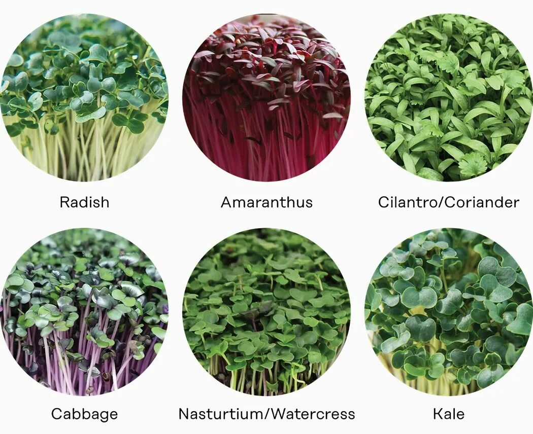 Зелень типы. Зелень названия. Зелень разная название. Зелень для салатов названия. Зелень все виды названия.