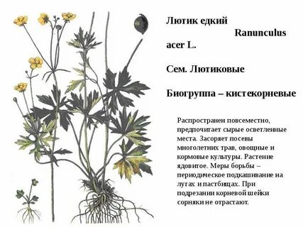 Генеративные органы лютика едкого выберите