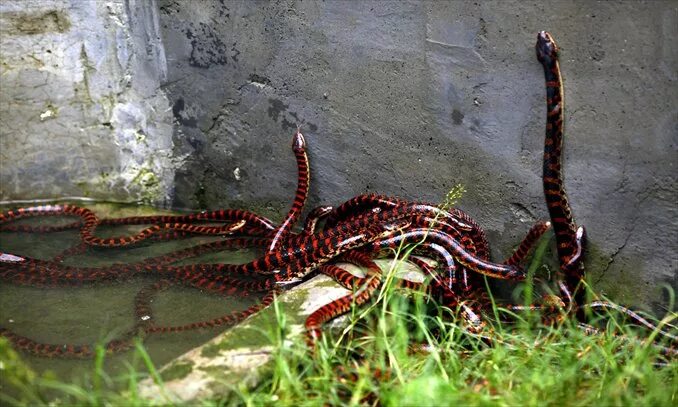 Python farming could offer one of the most sustainable sources of meat in the wo