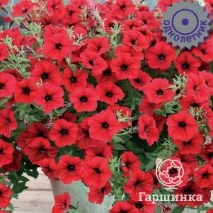 Изи вейв ред велюр