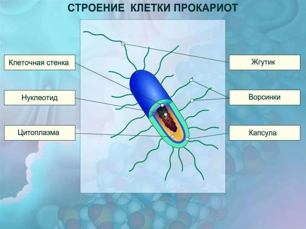 Прокариоты задания. Строение клетки прокариот бактерии. Строение бактерии прокариот. Строение бактериальной клетки прокариот. Строение клетки бактерии 5 класс биология.