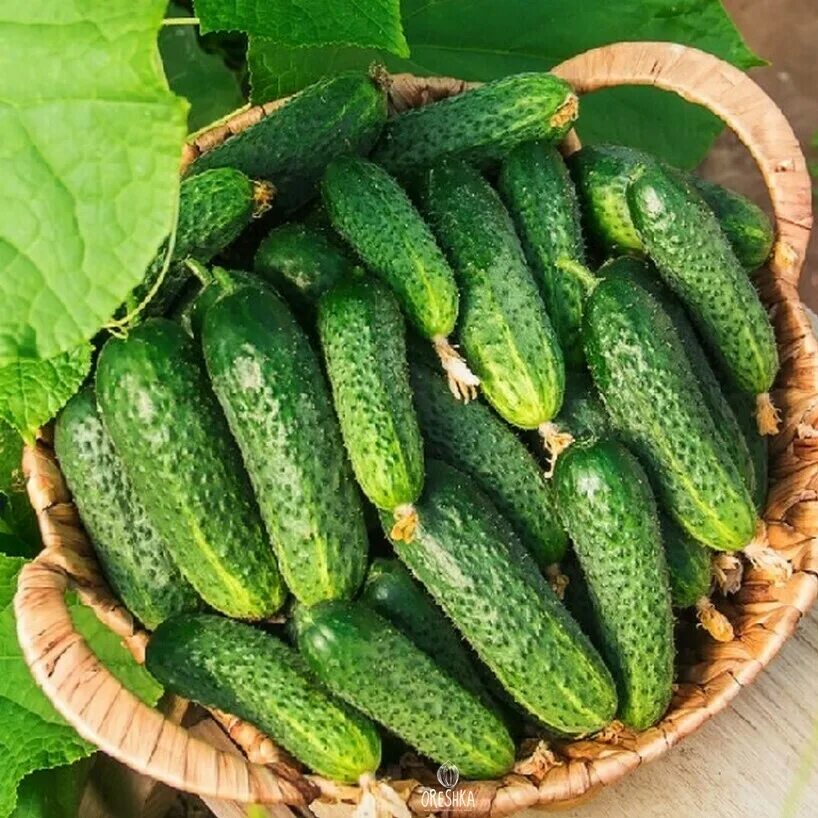 Огурец пальчик 5г. Огурцы сорт пальчики. Огурец пальчик семена. Огурцы сорт пальчики. Огурец пальчик (12шт) плазма.