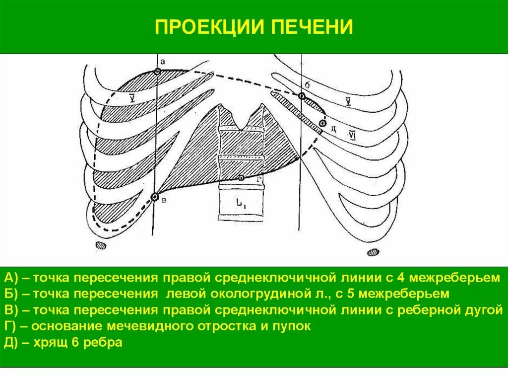 Печень по краю реберной дуги. Проекция печени. Точка проекции печени. Проекция печени схема.