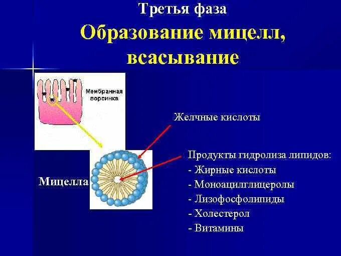 Липидный бислой липосомы. Гидрофобные взаимодействия в биоструктурах. Структура мицеллы липидов. Липиды функции липидов. Строение мицеллы биохимия.