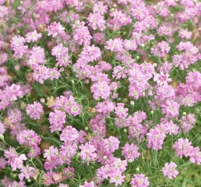 Гипсофила метельчатая Paniculata Rose (Паникулята Роуз) купить выгодно ✵ Сады-Эд