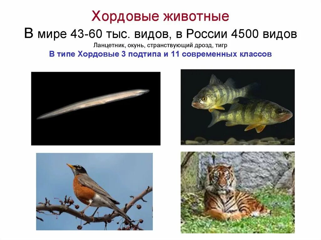 К бесчерепным животным относится