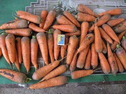 Абака морковь характеристика