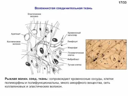 Промежутки между органами заполняет соединительная