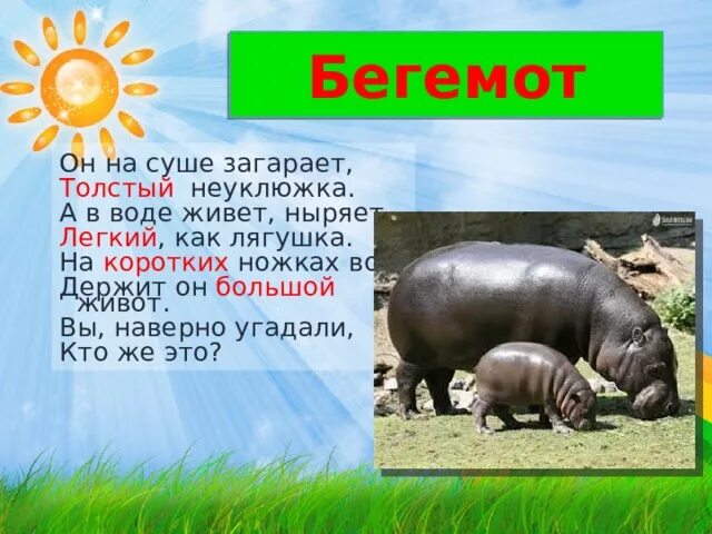 Бегемот какой звук