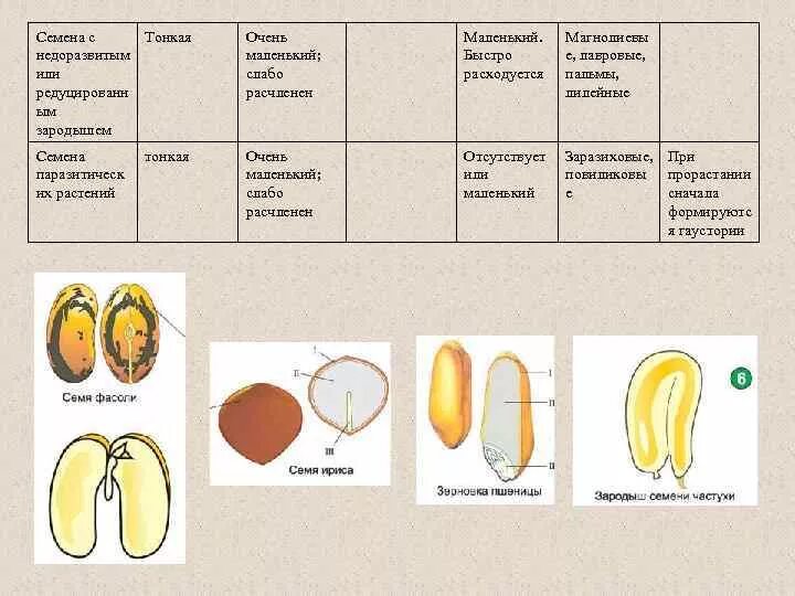 Схема семени однодольного растения. Строение семядоли однодольных. Запасные питательные вещества в семени пшеницы. Строение семени однодольного растения пшеницы. Строение однодольного семени фасоли.