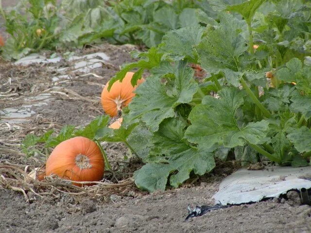 Можно ли сажать тыкву после тыквы. Тыква кустовая оранжевая. Тыква кустовая оранжевая Биотехника. Тыква баттернат в огороде. Тыква растет.