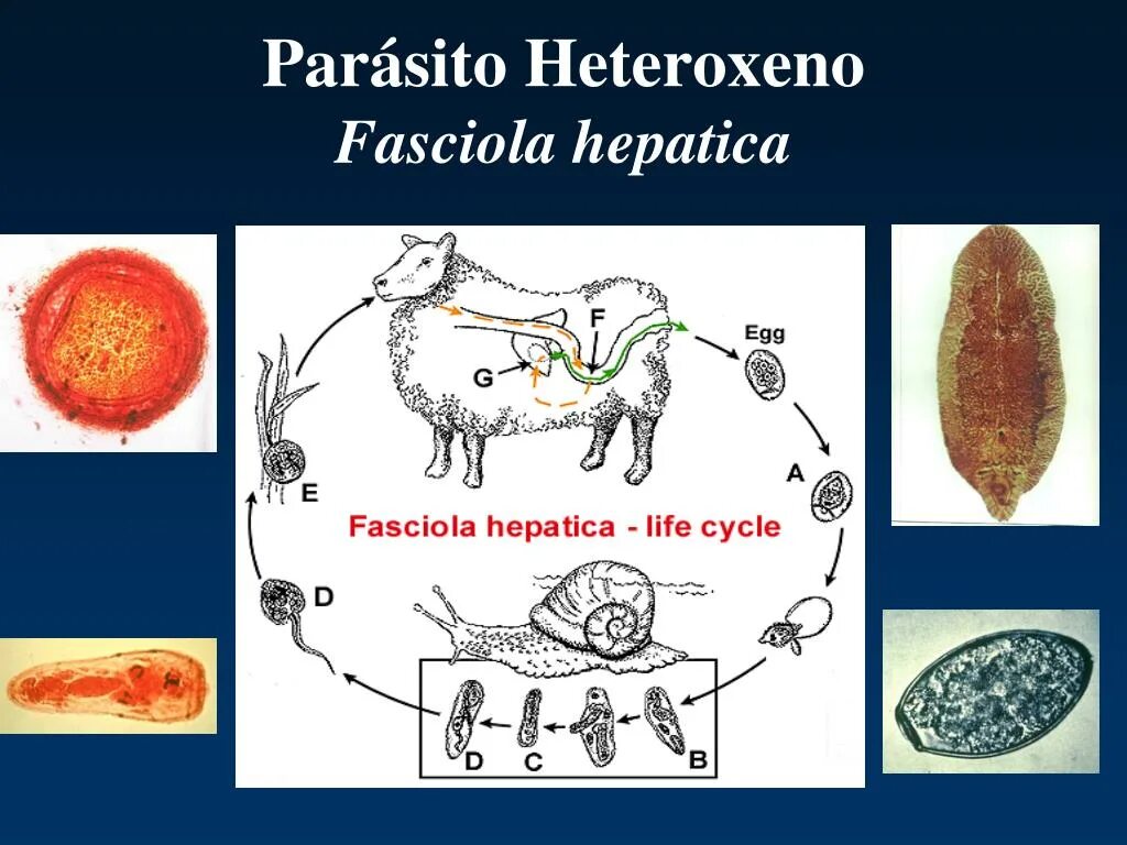 Трематоды Fasciola hepatica. Печеночный сосальщик фасциола.