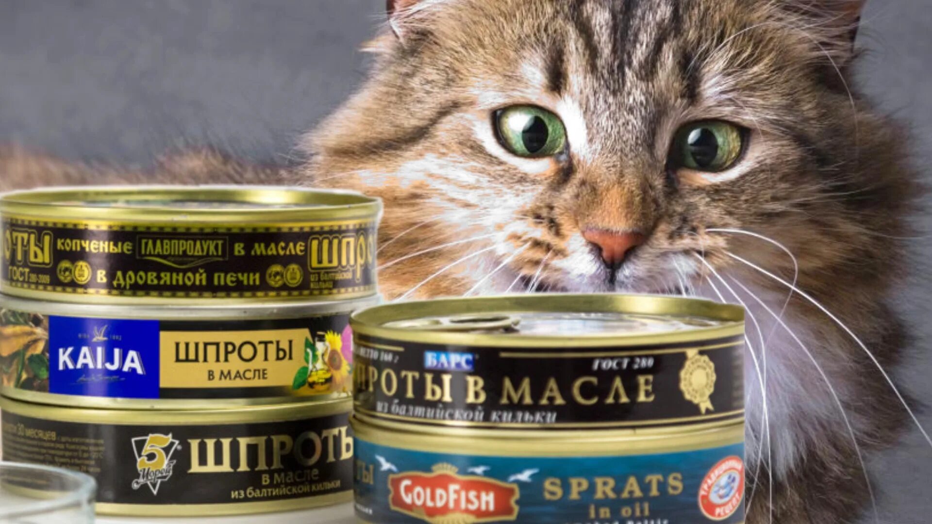 Голова кота в банке консервной застряла. Консервированные коты. Консервы из кошатины. Кошка и консервные банки. Кошки застрявшие головой в консервных банках.
