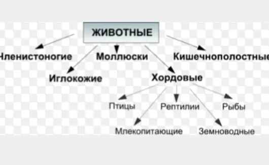 Какие рыбы являются млекопитающими. Рыбы относятся к животным. птицы относятся к животным. рыбы и птицы относятся к животным. к кому относятся рыбы к животным или к млекопитающим.