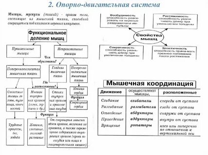 Развитие опорных городов