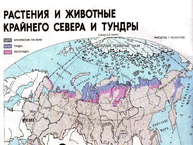 Природная зона крайнего севера россии. Территория крайнего севера. Тундровая зона на карте. Тундра на карте России.