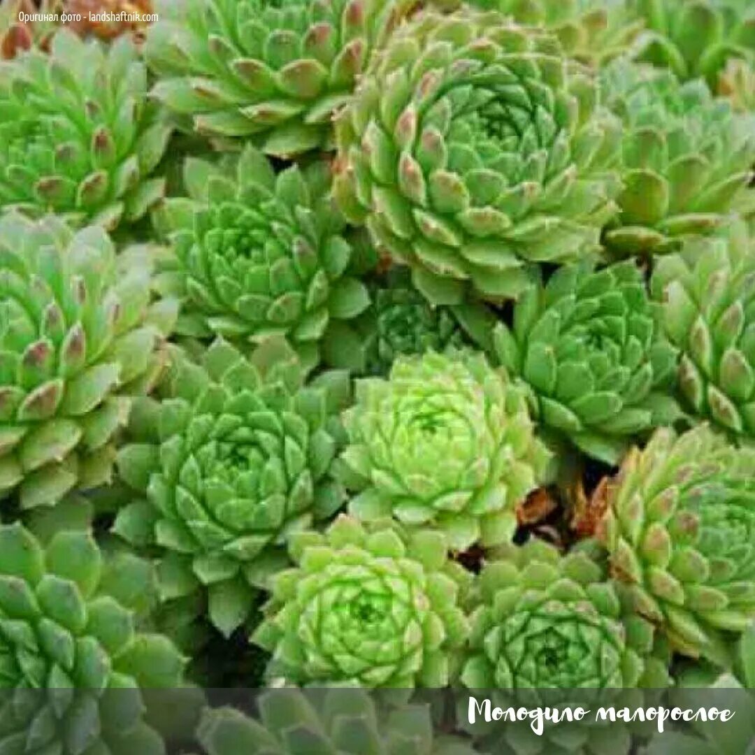 Заячья капуста растение. Молодило (sempervivum). семпервивум молодило. молодило заячья капуста. молодило centaurus.