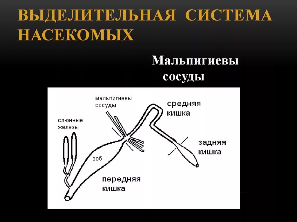 Выделительная система насекомых