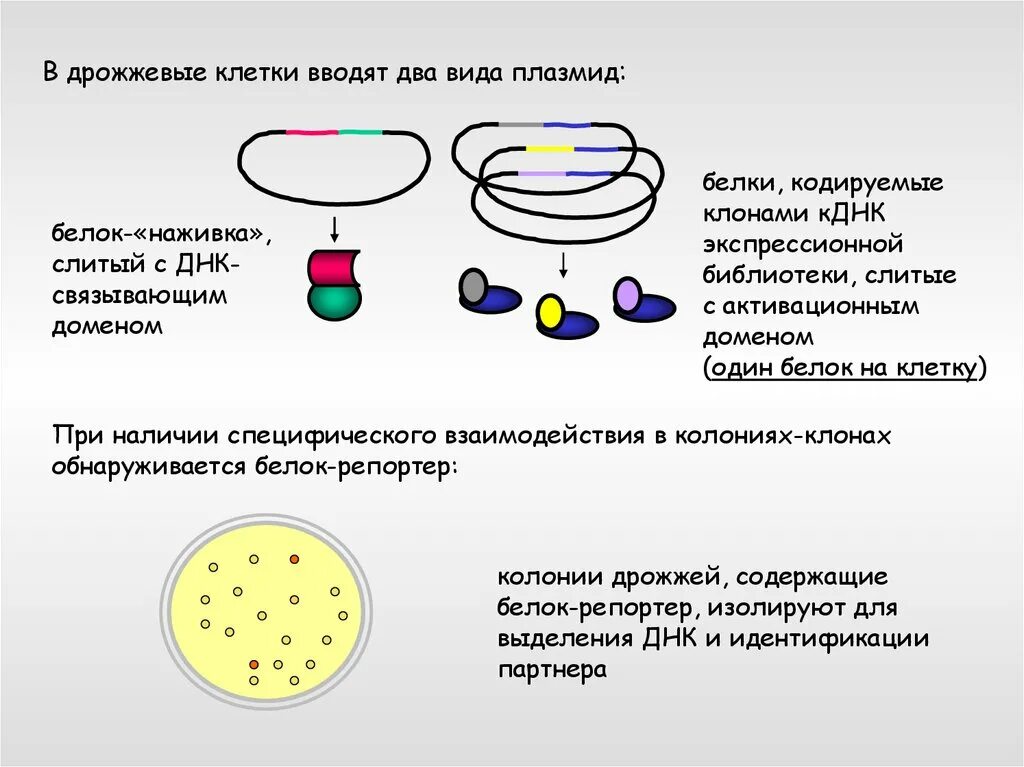 Плазмиды дрожжей. Дрожжевые клетки. Технология рекомбинантных ДНК. ДНК дрожжей.