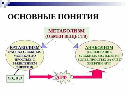 Уровни метаболизма организма