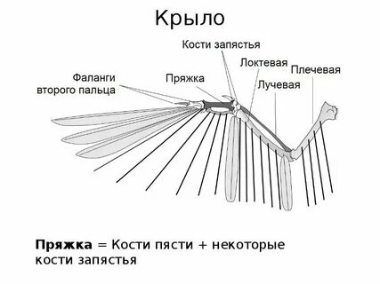 Крыло схема слова