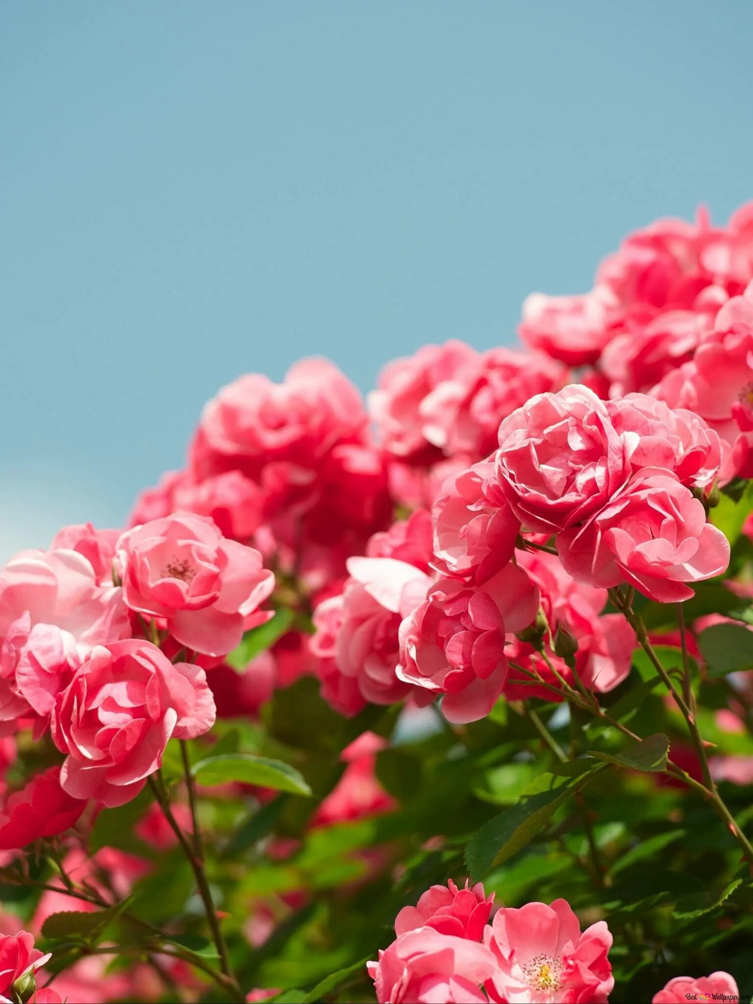 Куст розы. Розовые цветы. Розовый куст. Розовые розы. Розы снизу