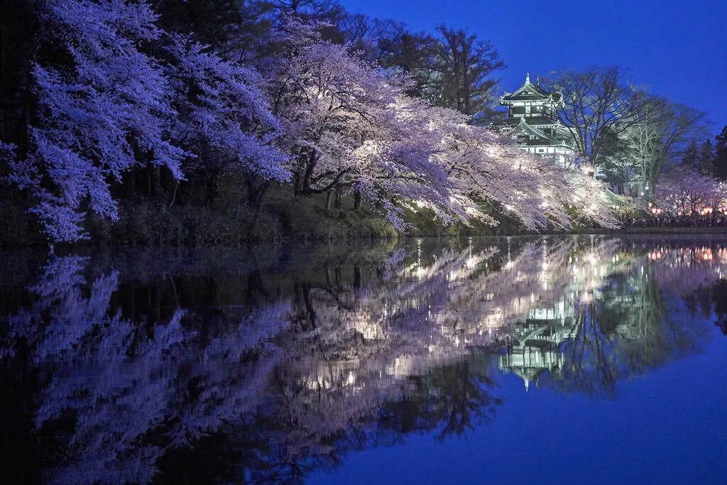 Япония отражение в воде. Япония Такада парк Сакура. Japan Shadow. Blossoms and Shadows. Blossom me