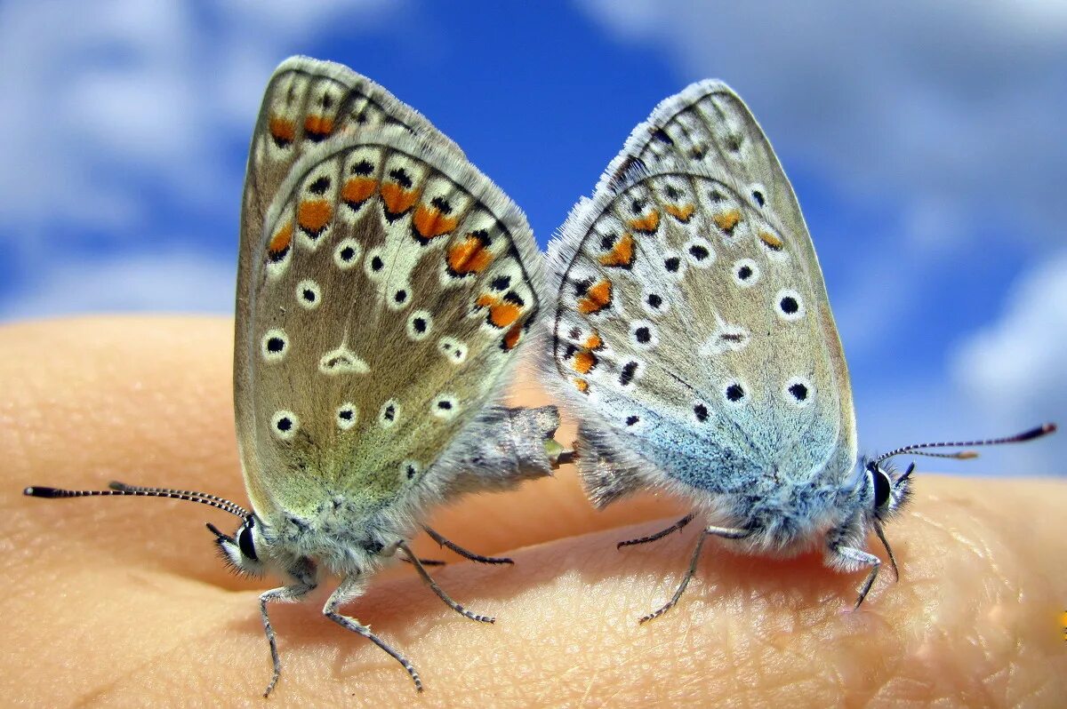 Бабочка голубянка. Голубянки (Lycaenidae). Бабочки голубянки. Бабочки семейство голубянки.