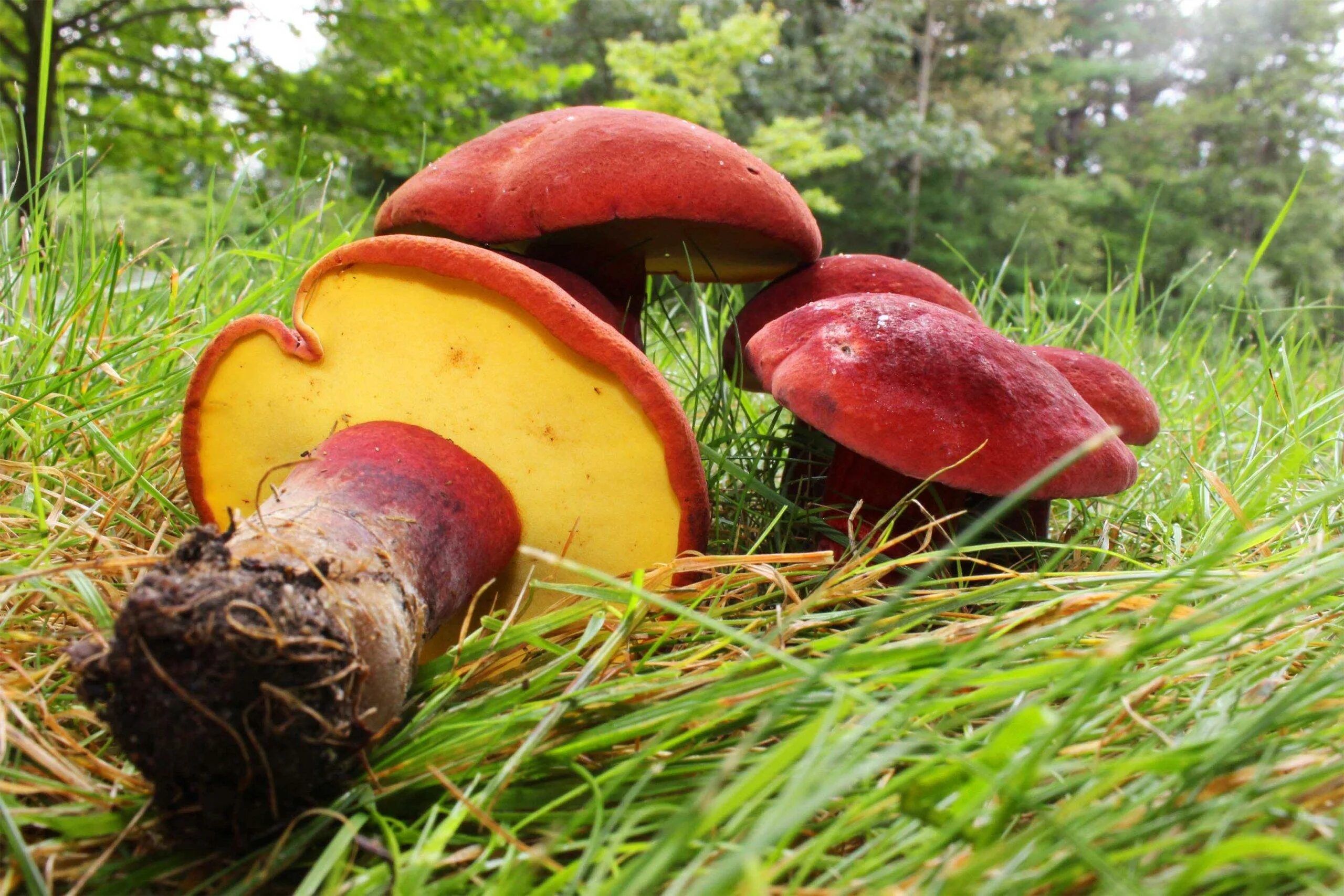 Боровик красно-желтый (Boletus rhodoxanthus). Боровик Королевский Болетовые. Боровик двухцветный Boletus bicolor. Гриб Болетус Королевский. Про боровик