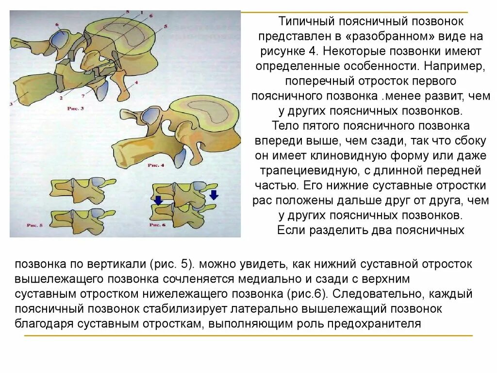 Особенности поясничных позвонков. Особенности строения поясничных позвонков. Типичный поясничный позвонок. Отростки имеющиеся у поясничных позвонков.