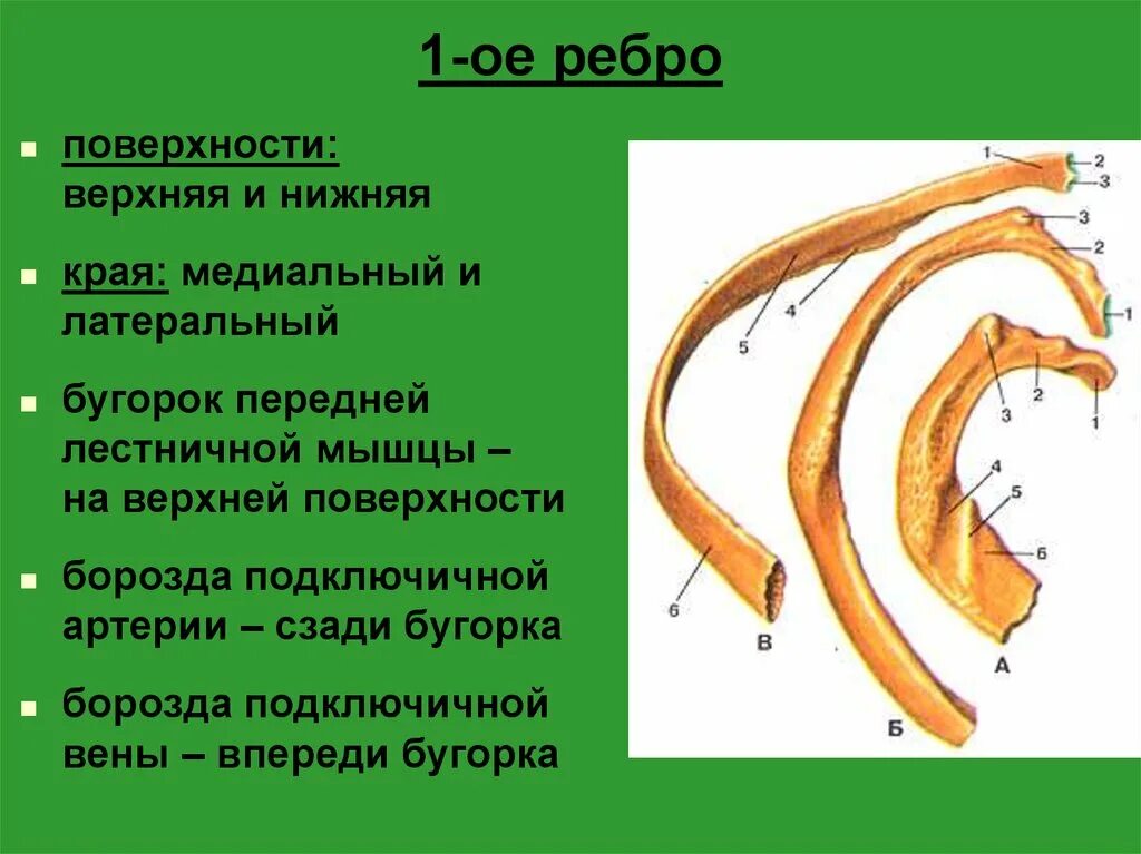 Строение ребра борозда. Борозда подключичной артерии 1 ребро. Первое ребро. Медиальный край первого ребра. Верхний край ребра