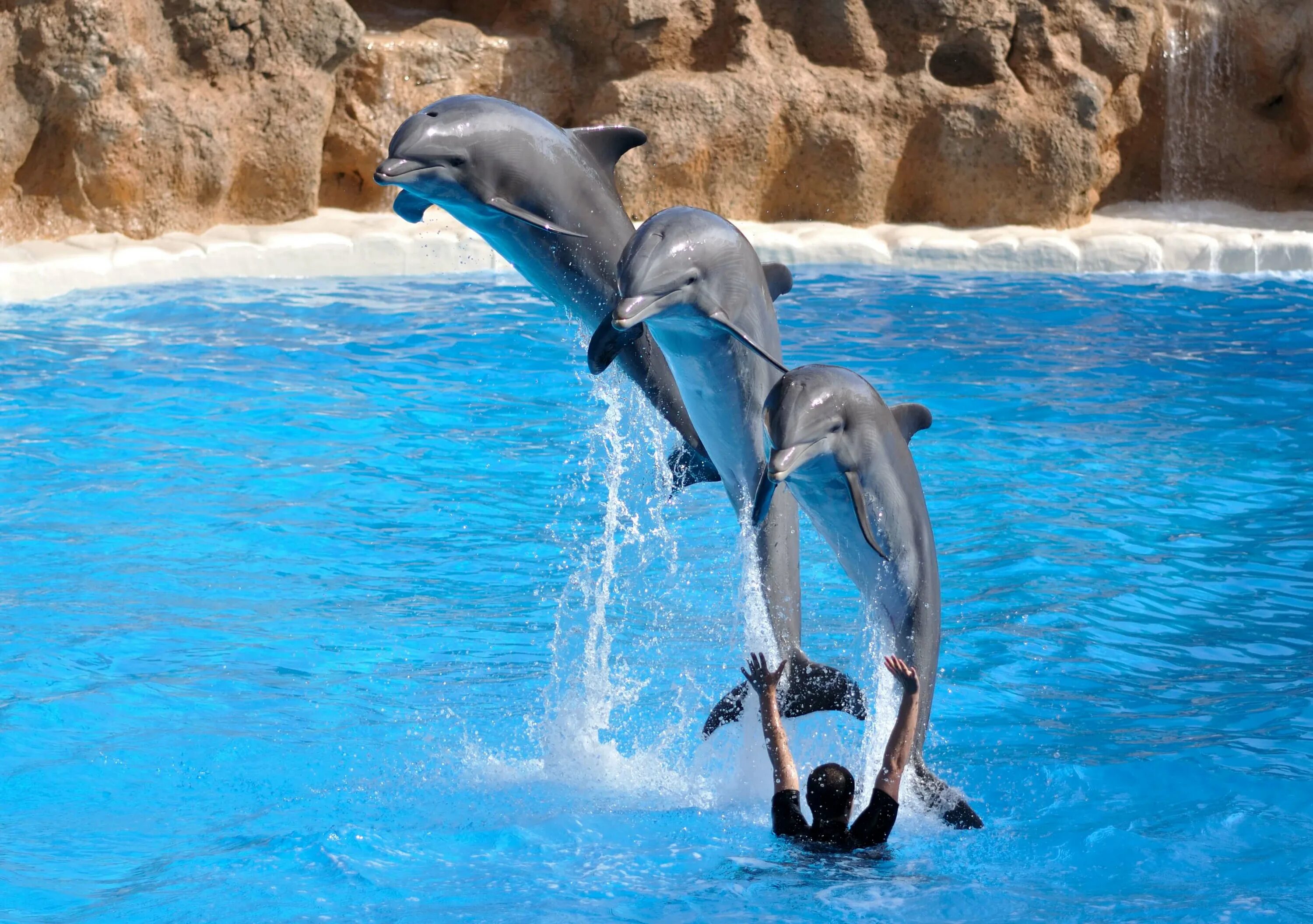 Дельфинарий варадеро. Дельфинарий Шарм-Эль-Шейх. Dolphin Шарм Эль Шейх. Парк дельфинов Шарм Эль Шейх. Шоу дельфинарий Шарм Эль Шейх.