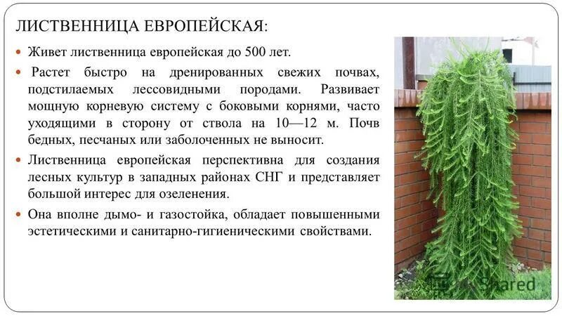 Значение растения лиственница. Значение растения лиственница. Древесина лиственницы используется. Лиственница голосеменное. Паспорт дерева лиственница.